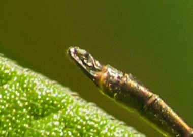 Hetaerina sp.